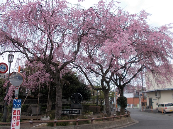 大仏鉄道記念公園の一本桜の枝垂れ桜