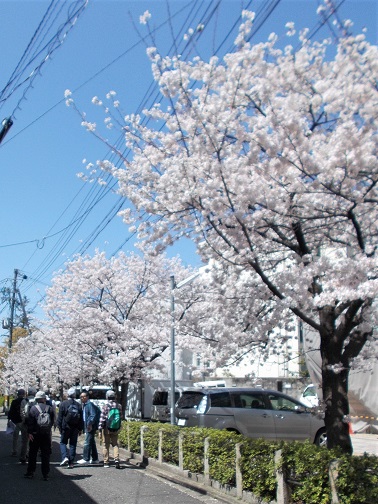 京都・平家の夢の跡巡り・安井金毘羅宮南側桜並木