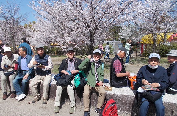京都・平家の夢の跡巡り・円山公園・桜