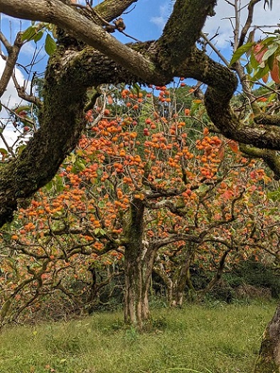 �R�̕ӂ̓��E�`�̖�