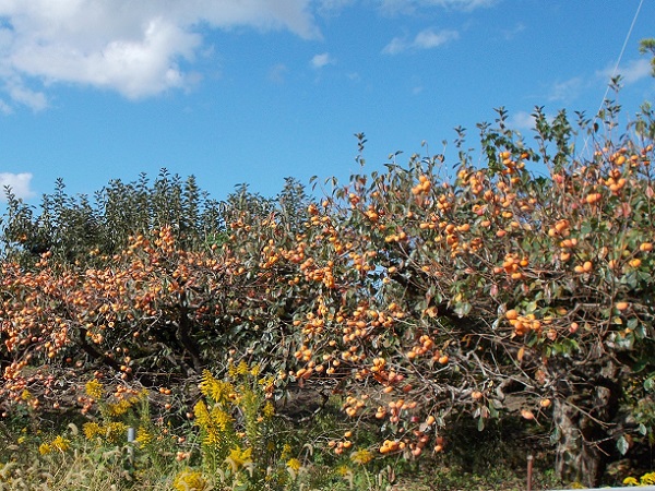 �R�̕ӂ̓��E�`��