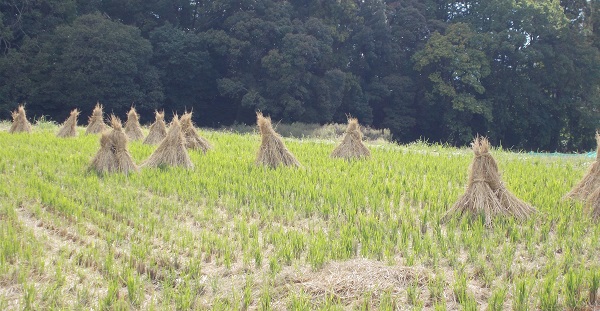 �R�̕ӂ̓��E�m�ڂ���