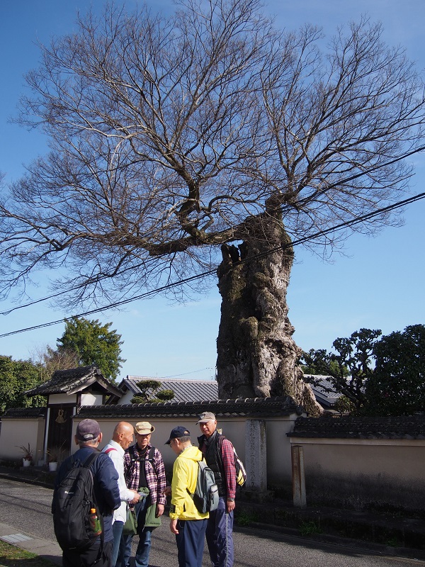 �ܞ��V���U��E�񌩂̑僀�N