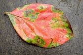 本妙寺柿の葉